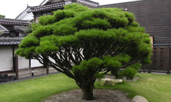 �P�K�̒뉀�͑��s����z���Ĉ�ۓI