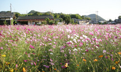 �R�X���X�����J